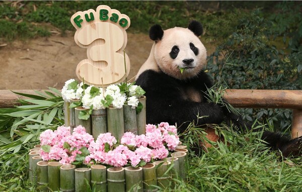 Fubao is having a birthday party for three years old.                                                                 ​​​​​​​/Photography Extracted from everland.com