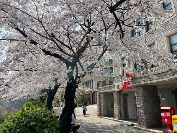 Cherry blossom trees behind the Myeongjin Hall /Photography by Kim Bo-young