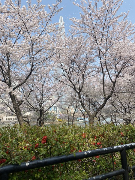 Cherry Blossoms with Lotte World Tower /Photography by Byeon Jung-won