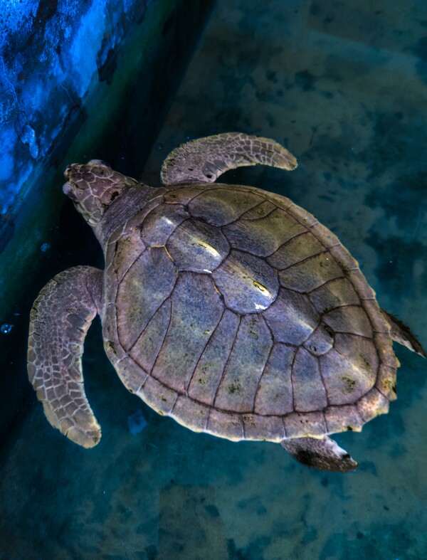 Kemp's Ridley sea turtles spotted near northern Mexico are suffering damage from fragments of SpaceX spacecraft./Photography by Zoshua Colah on Unsplash