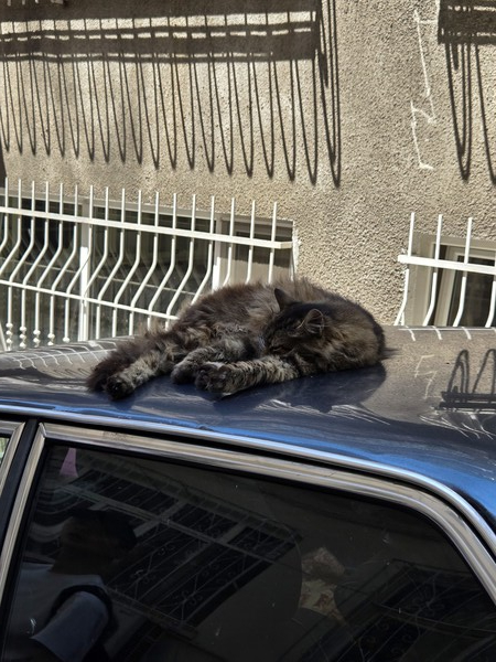 ▲자동차 위에서 자는 고양이 (사진=권구봉 기자.)