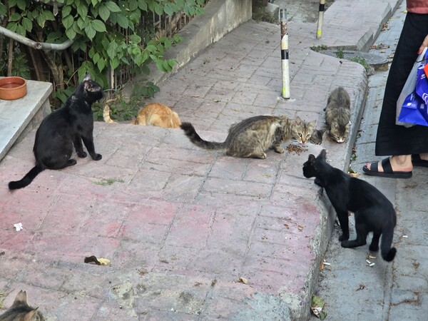 ▲시민이 준 밥을 먹는 고양이 무리 (사진=권구봉 기자.)