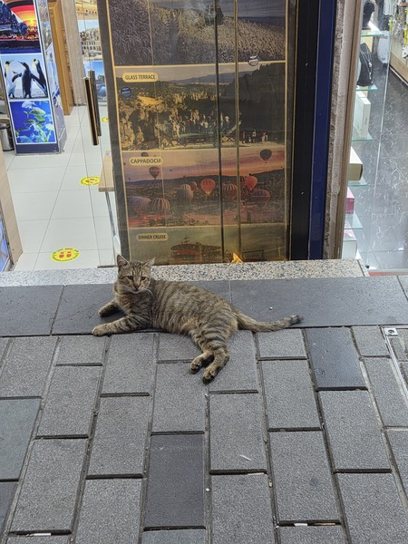 ▲상점 앞을 차지한 고양이