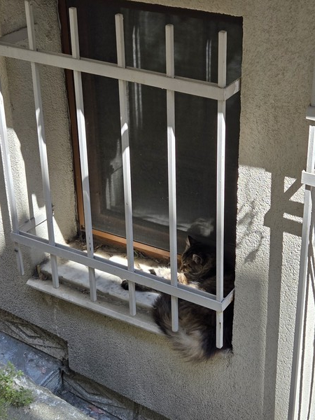 ▲탁심(Taksim) 주택가 창틀의 고양이 (사진=권구봉 기자.)