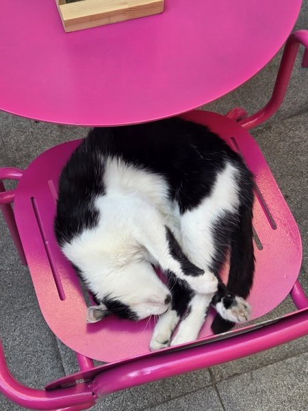 ▲아이스크림 가게 의자에서 자는 고양이 (사진=권구봉 기자.)