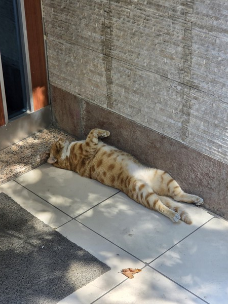 ▲길거리서 잠에 든 고양이 (사진=권구봉 기자.)