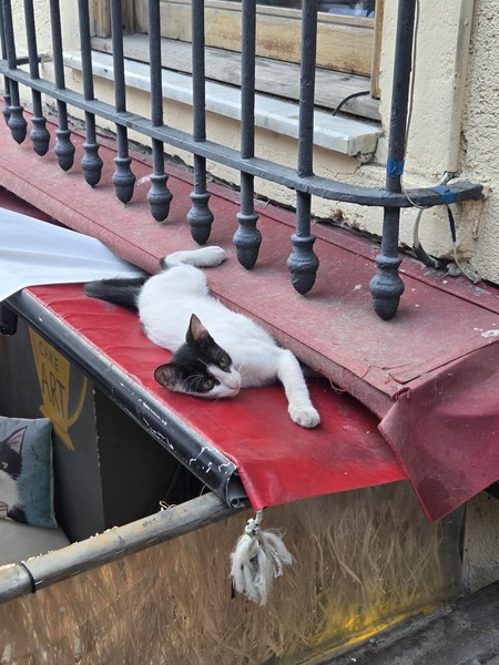 ▲갈라타(Galata) 지구 상점 위 고양이 (사진=권구봉 기자.)