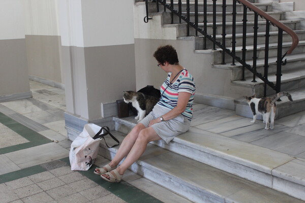 ▲이스탄불대 안 고양이와 교감하는 시민 (사진=양기석 기자.)