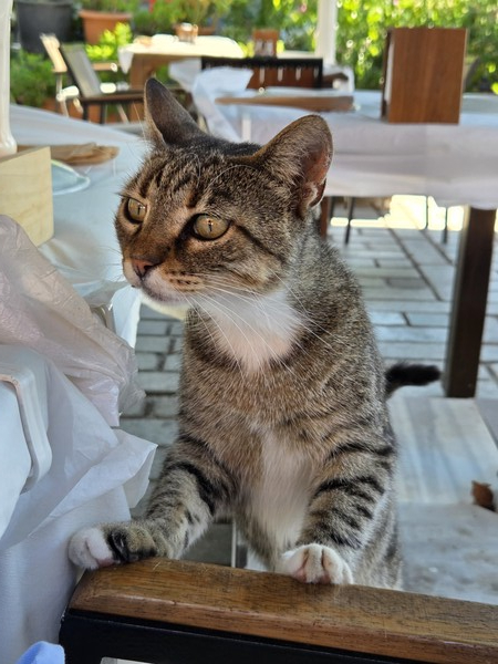 ▲뷔위카다(Büyükada) 식당에 온 고양이 (사진=권구봉 기자.)