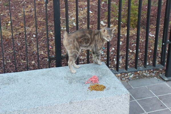 ▲이스탄불대에 놓여진 고양이 사료 (사진=양기석 기자.)