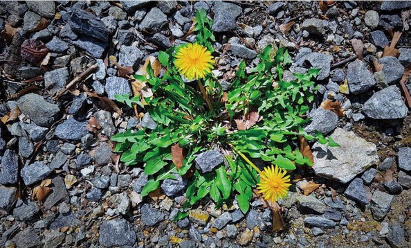 ▲회색 자갈 속‘대비’를 이루는 민들레 (사진제공=김승용 동문.)